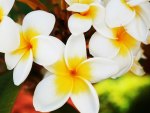 Yellow and White Flowers