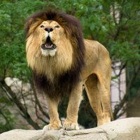 Mister King