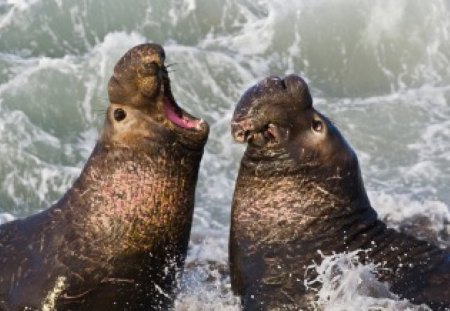 Elephant Seal - water life, ocean, Elephant Seal, wild life