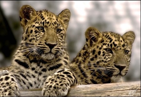 Leopard cubs - cubs, leopard, zoo, wild life, big cat