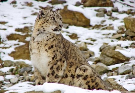 Snow leopard - snow leopard, leopard, wild life, big cat