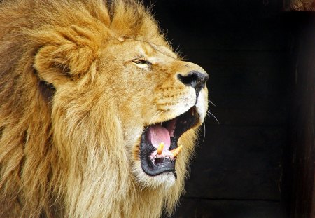 Lion roar - lion, roar, zoo, wild life, big cat