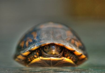 I'm not coming out today - house, cute, turtle, adorable