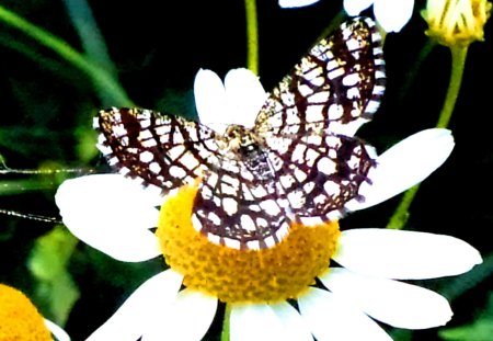 butterfly - nature, summer, animals, butterflies