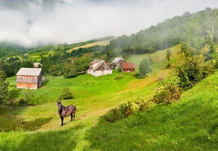 A Foggy Day - foggy, horse, cool, mountain