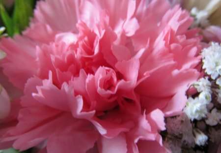 Pink Splendor - blooms, flora, carnations, pink