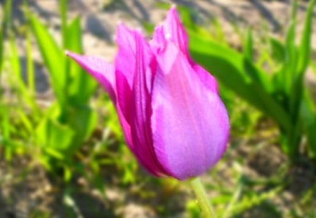 Harbinger Of Spring - spring, tulip, purple, sun