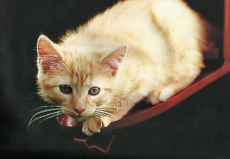 A orange kitten in a mailbox - red, mailbox, kitten, orange, feline