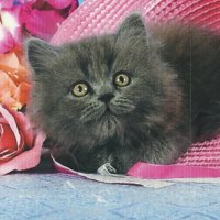 A grey persian kitten laying in a red hat