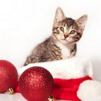 A kitten sitting in a santa hat