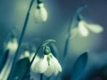 Snowdrops