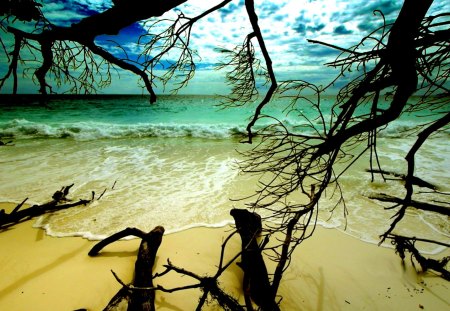 BEACH VIEW - twigs, nature, beach, Bing, ocean, sky