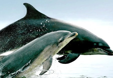 BOTTLENOSE DOLPHINS - dolphins, pair, bing, sea