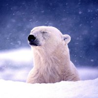 POLAR BEAR