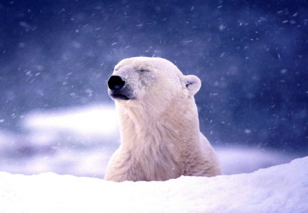 POLAR BEAR - bear, winter, polar, bing, snow