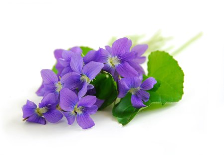 Cute little violets - purple, violets, viol, spring