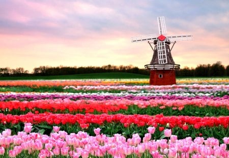 SPRING in NETHERLANDS - box, pink, tulips, flowers, mill, spring, the netherlands