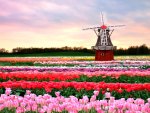 SPRING in NETHERLANDS