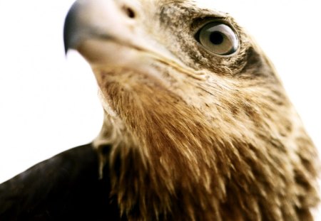 EAGLE VISION - bird, Eagle, prey, close up