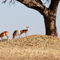Tarangire National Park Tanzania