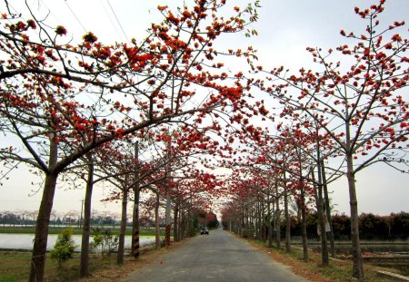 kapok trees  road - kapok, bombax malabarica, tree, orange-red, road, huge flowers