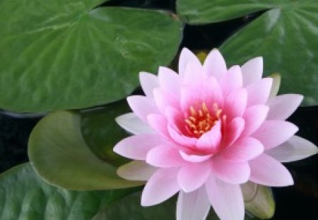 Pretty Pink WaterLily - pretty, water, pink, leaves, lily, flowers, nature, green, waterlily