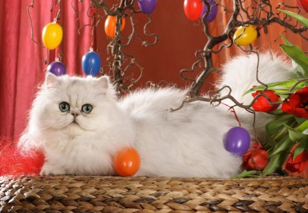 Happy Easter - branches, cat, curtains, tulips, easter, basket, still life, eggs, easter eggs, holiday, flowers