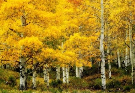 birch forest in yellow hdr - autumn, forests, popular, wallpaper, white trunks, nature, yellow, forest, hdr