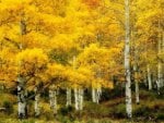 birch forest in yellow hdr