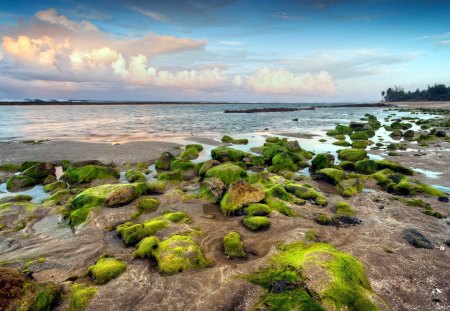 wonderful rocky beach with moss - beach, clouds, moss, sea, rocks