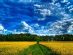 fields of yellow flowers hdr