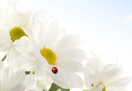 A Bright Spot - summer, ladybug, daisy, serene, su, spring, light, bug, flowers, daisies, white, chamomile, lady bug, sky, wild flowers