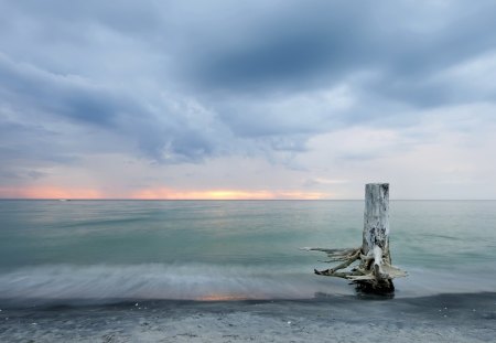 a cut petrified tree on the beach - horizon, beach, trees, clouds, sea, petrified