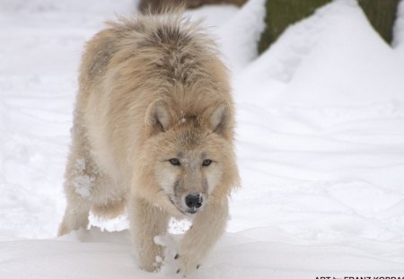 arctic wolve - white, wolves, woelfe, snow