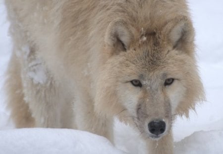 arctic wolve - white, wolve, woelfe, snow