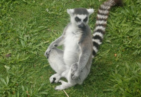 Ring-tailed Lemur Meditating - Lemur, Primate, Ring-tailed Lemur, Meditating