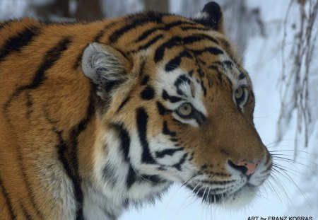 siberian tiger - siberian, zoo, tiger, vienna