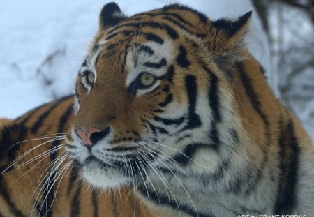 siberian tiger - siberian, zoo, tiger, vienna