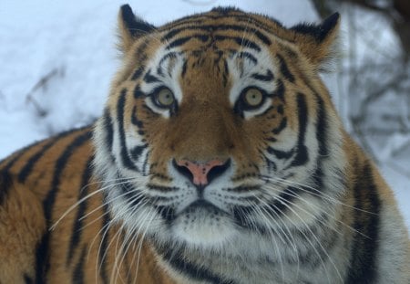 siberian tiger - vienna, tiger, zoo, siberian