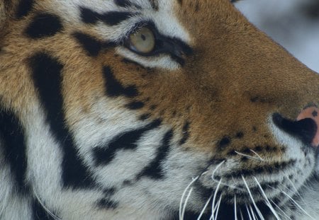 siberian tiger - siberian, zoo, tiger, vienna