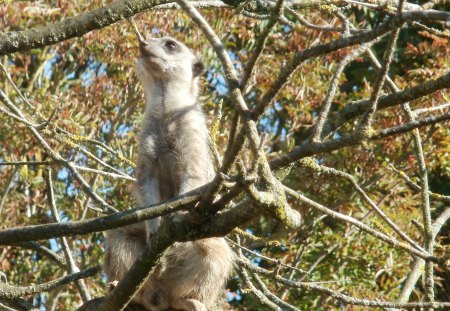 Slender-tailed Meerkat Treetop Sentry - meerkat, treetop, lookout, sentry, slender-tailed meerkat