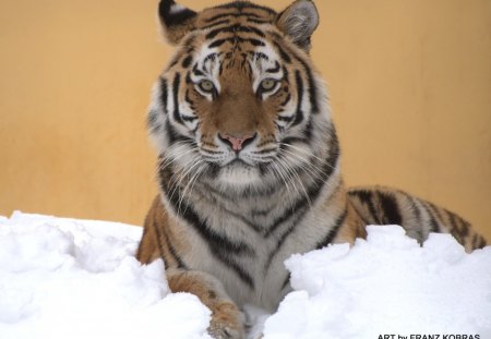 siberian tiger - vienna, tiger, zoo, siberian