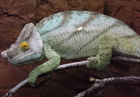 Parson's Chameleon On Branch - parsons chameleon on branch, parsons chameleon, reptile, chameleon, chameleon on branch