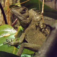 Mountain-horned Dragon Amongst Foliage