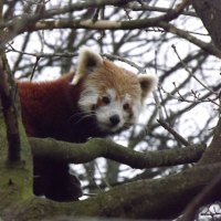 Red Panda In Tree