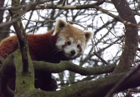 Red Panda In Tree - panda, red panda, red panda in tree, panda in tree