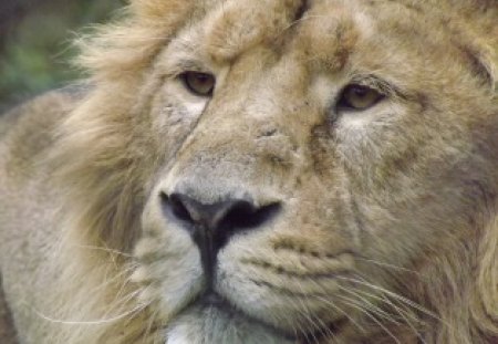 Male Asiatic Lion Close-Up At Angle - male lion, male big cat, asiatic lion, lion, male asiatic lion, big cat