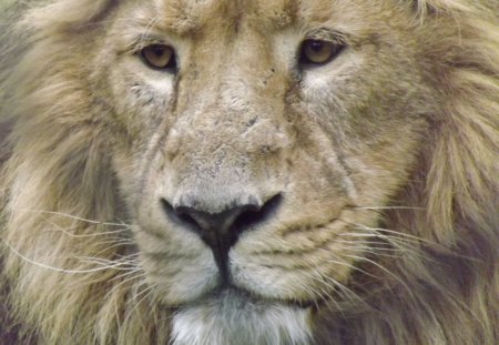 Male Asiatic Lion Close-Up Full Frontal - Male Lion, Asiatic Lion, Male Asiatic Lion, Lion, Male Big Cat, Big Cat