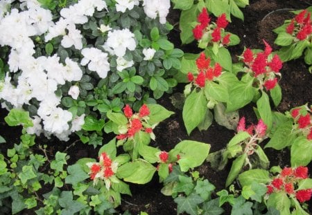 Professional gardener at the glass pyramids 17 - white, red, garden, pomegranate, flowers, photography, green