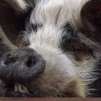 Female Kune Kune Pig Close-up